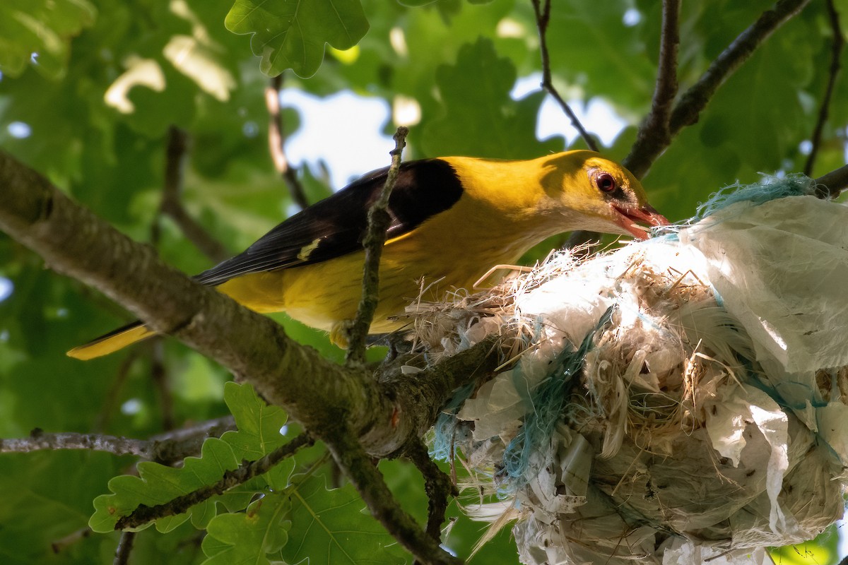 Eurasian Golden Oriole - ML620945037