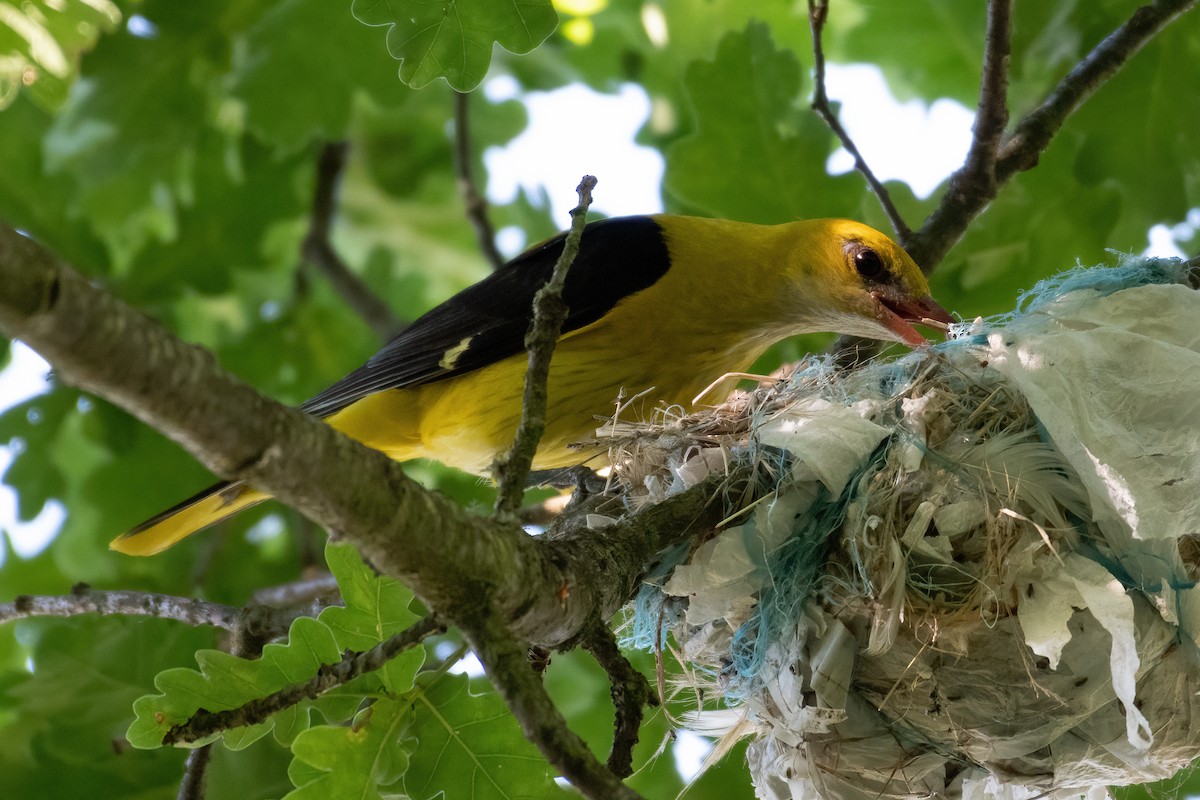 Eurasian Golden Oriole - ML620945039