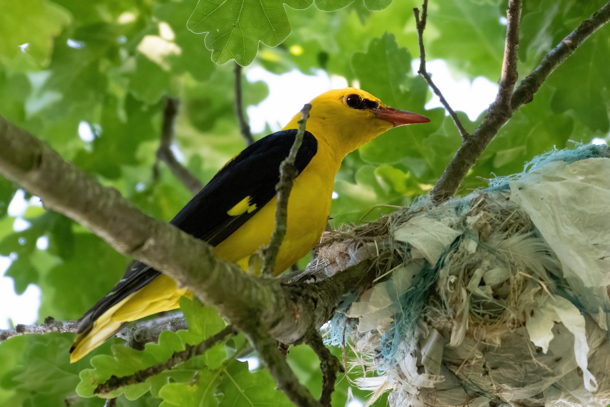 Eurasian Golden Oriole - ML620945040