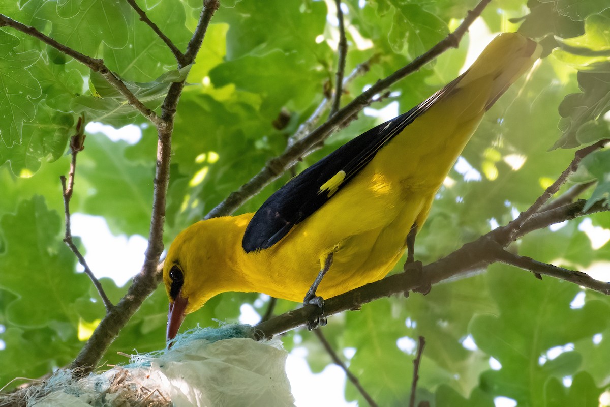 Eurasian Golden Oriole - ML620945041