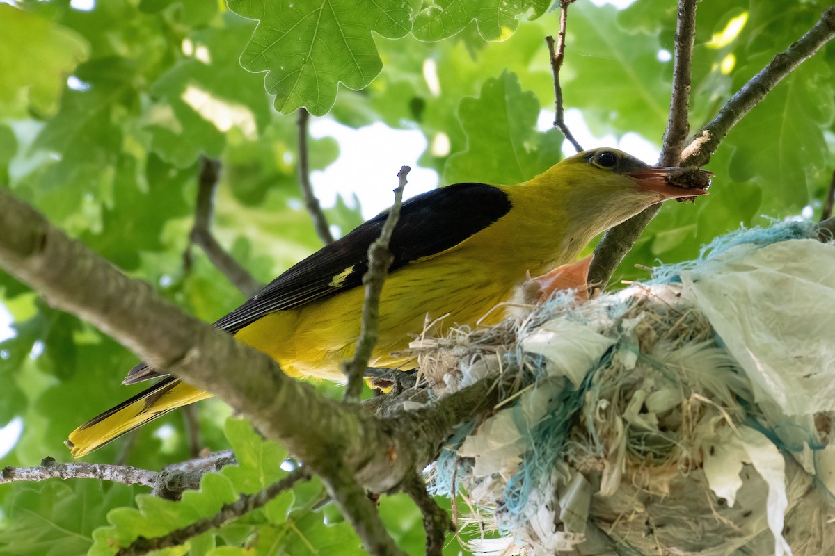 Eurasian Golden Oriole - ML620945042