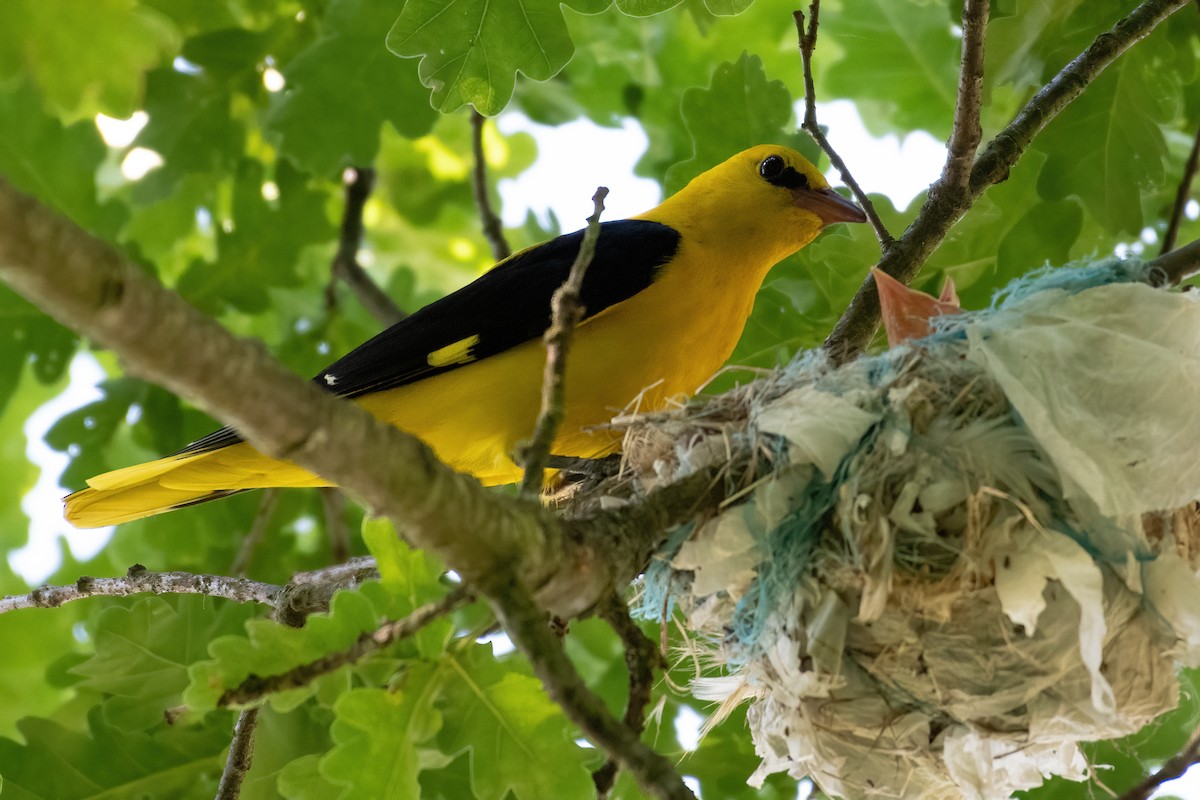 Eurasian Golden Oriole - ML620945044