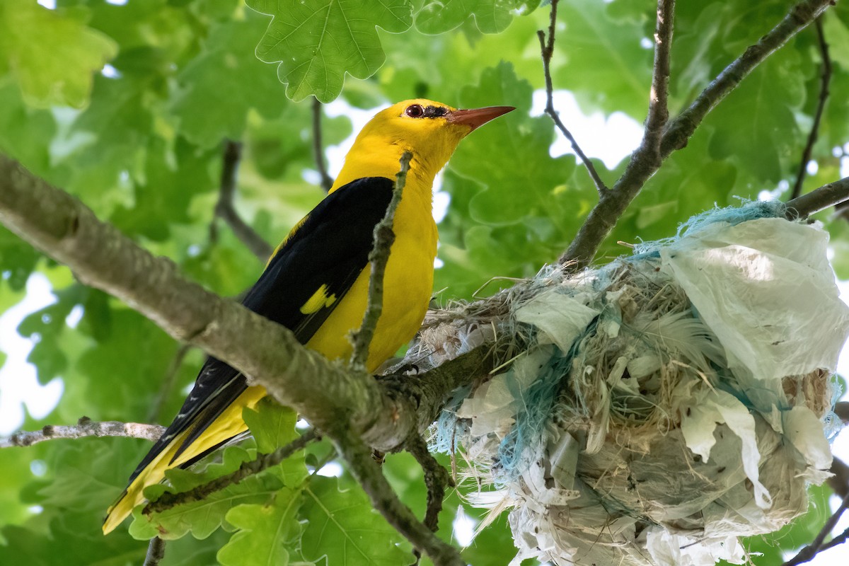 Eurasian Golden Oriole - ML620945045