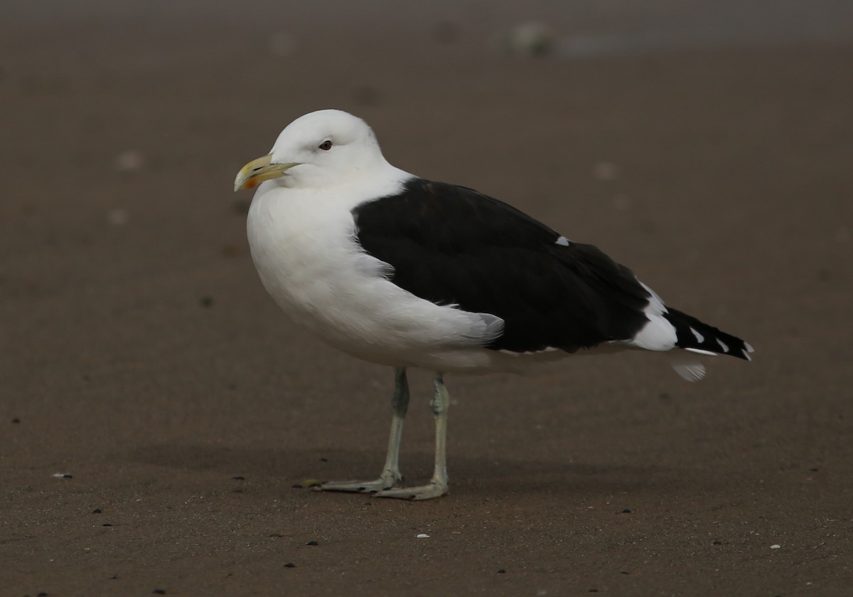 Goéland dominicain - ML62094551