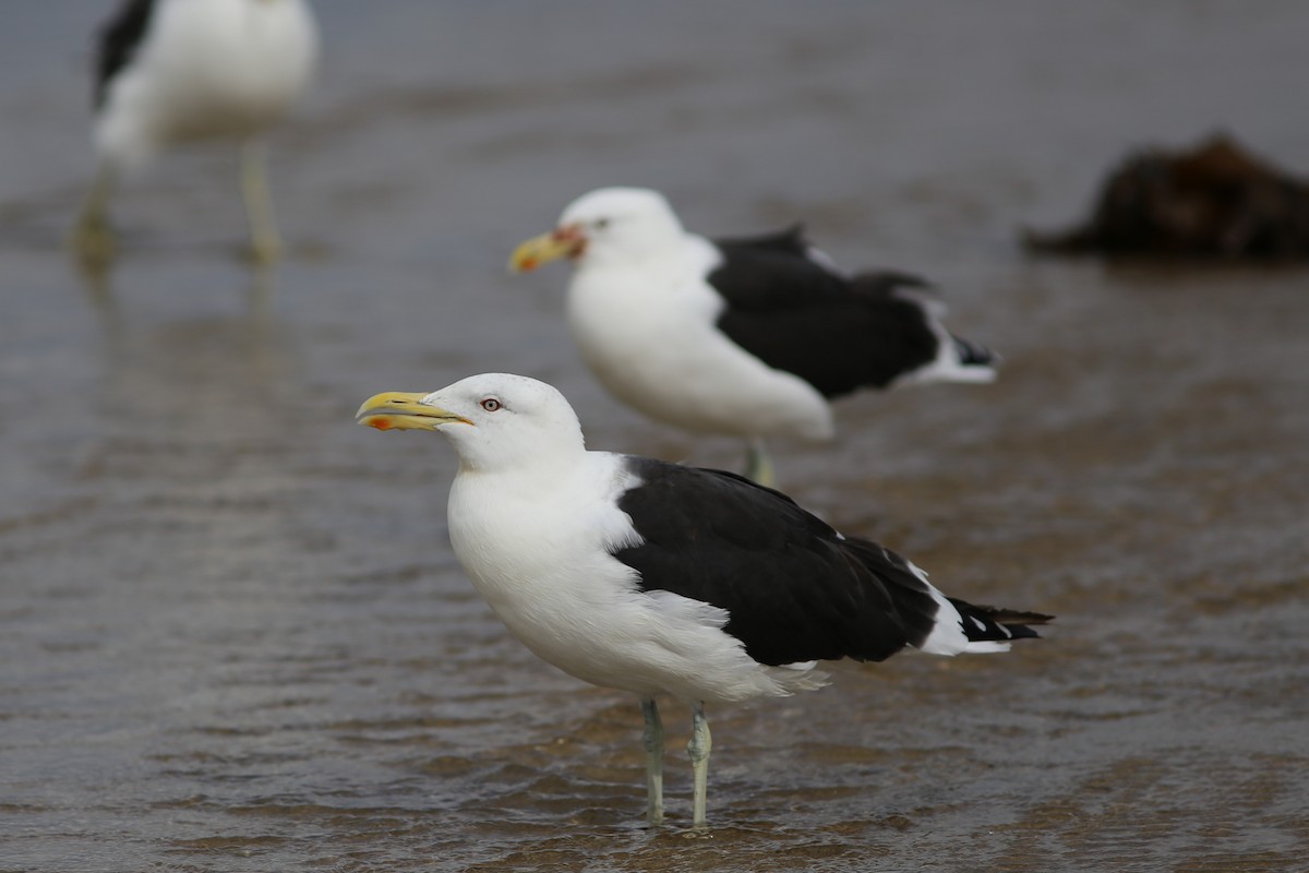 Kelp Gull - ML62094571