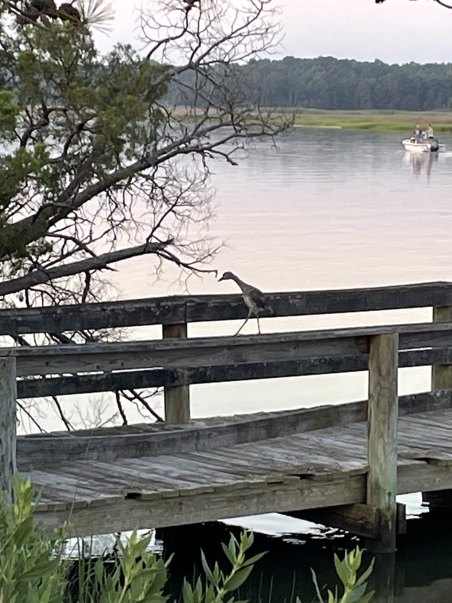 Yellow-crowned Night Heron - Robert Steele
