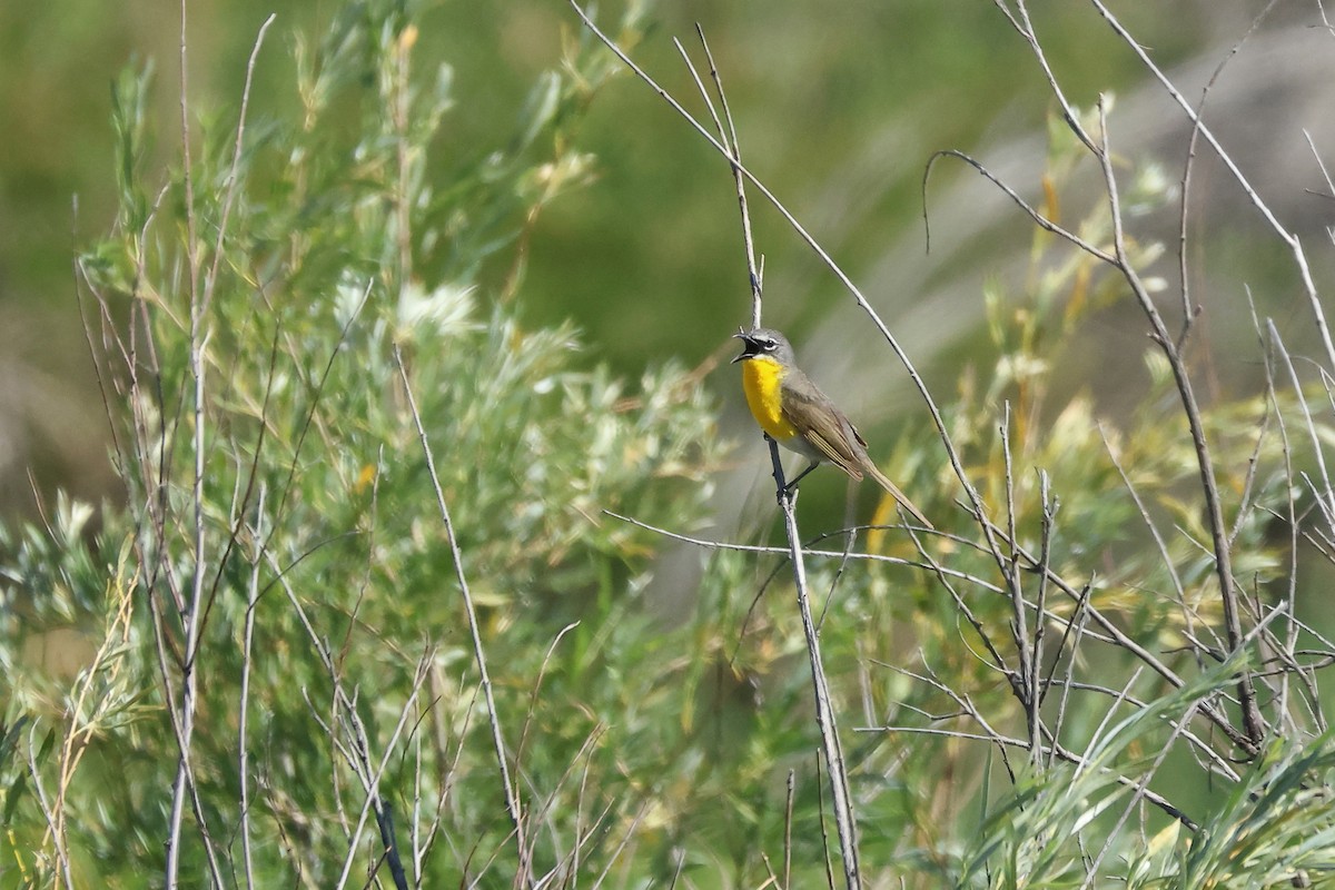 Yellow-breasted Chat - ML620945804