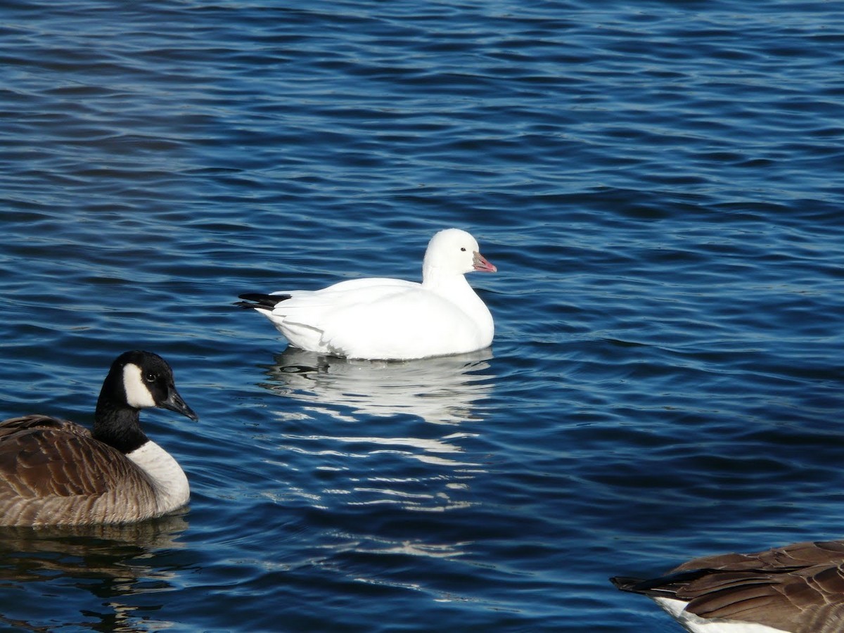 Ross's Goose - ML620945815