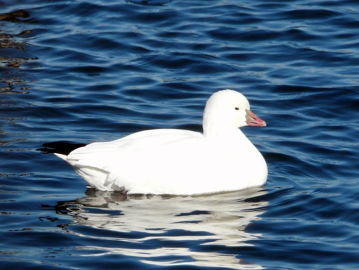 Ross's Goose - ML620945816