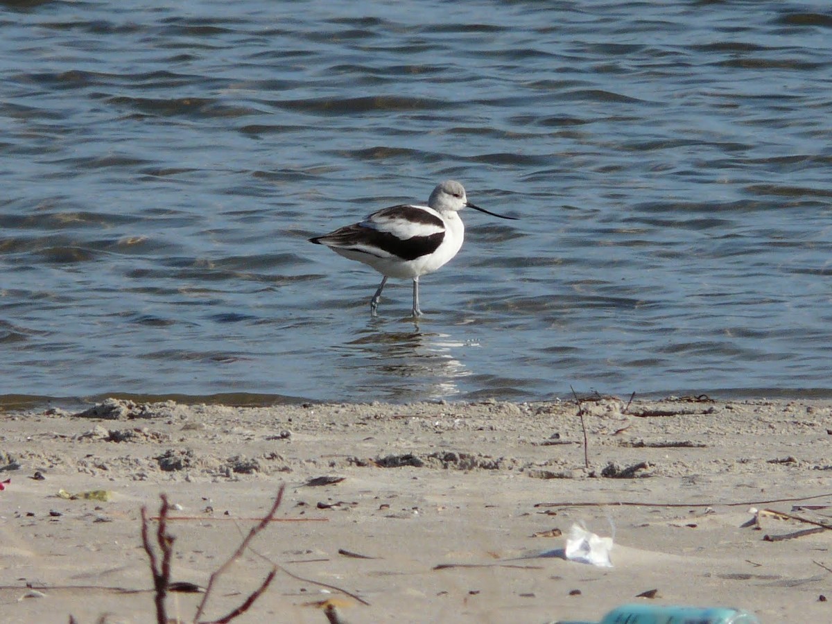 Avocette d'Amérique - ML620945819