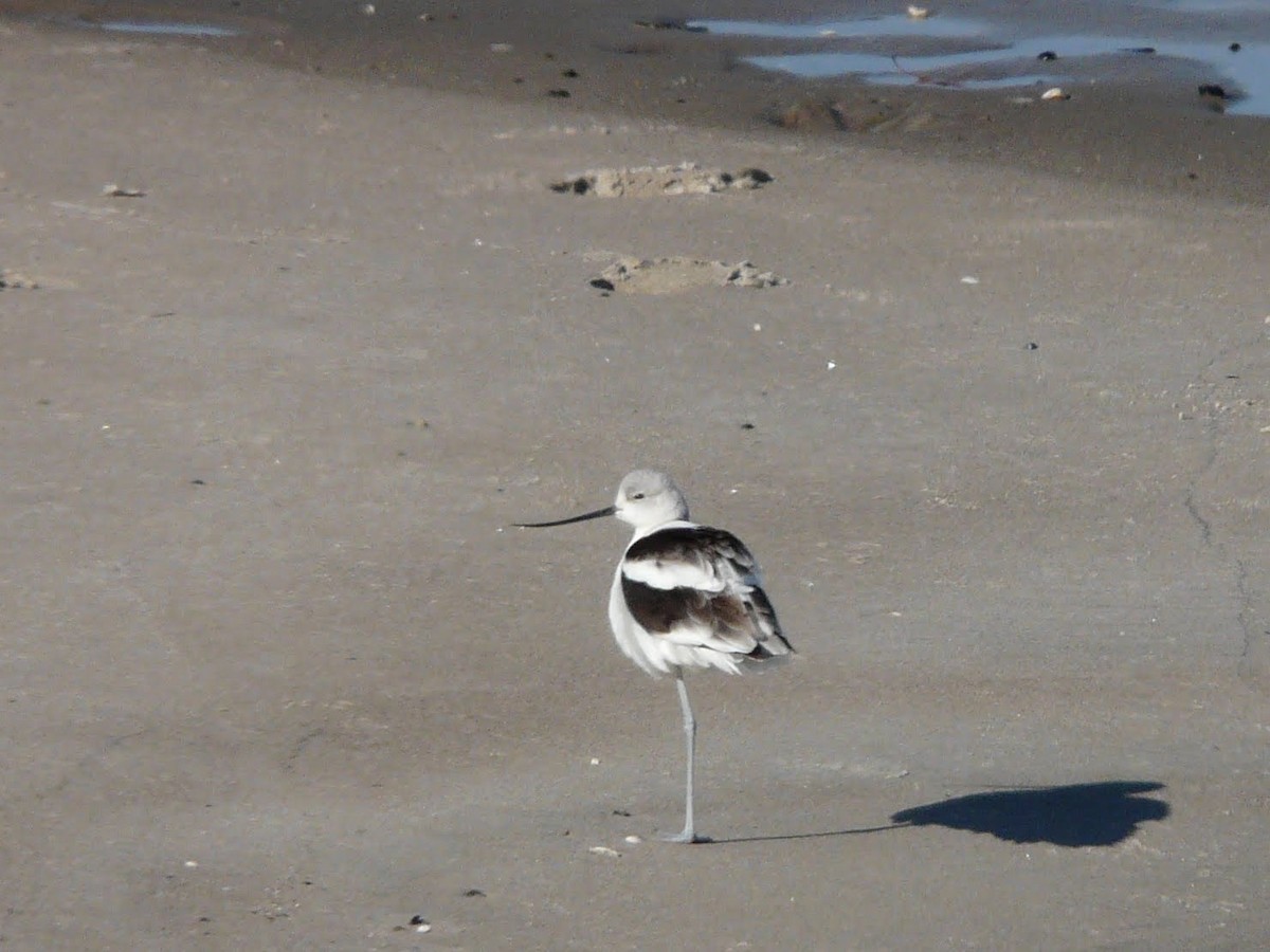 Avocette d'Amérique - ML620945820