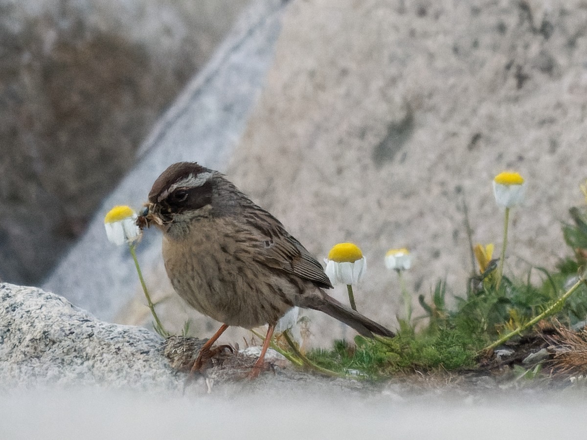 Radde's Accentor - ML620945911