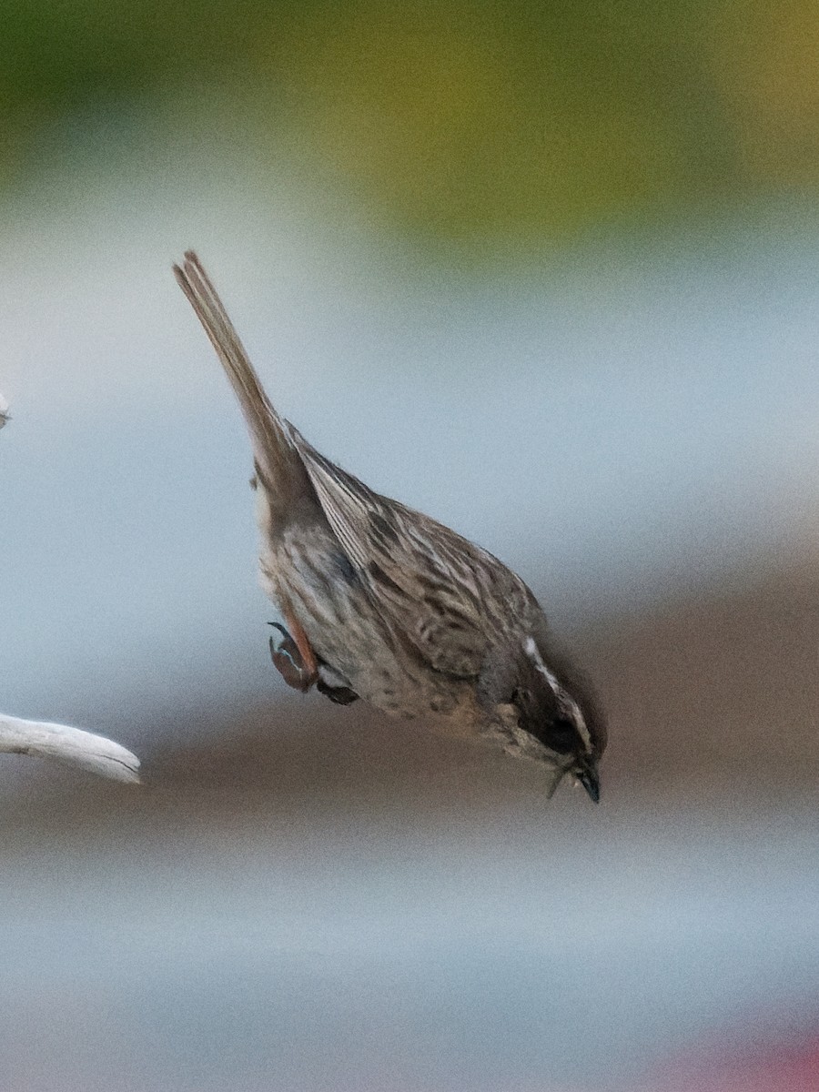 Radde's Accentor - ML620945912