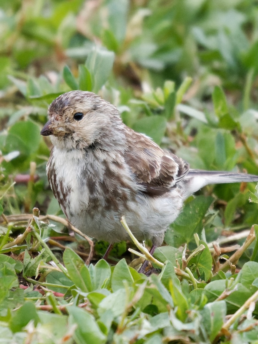 Twite - ML620945932