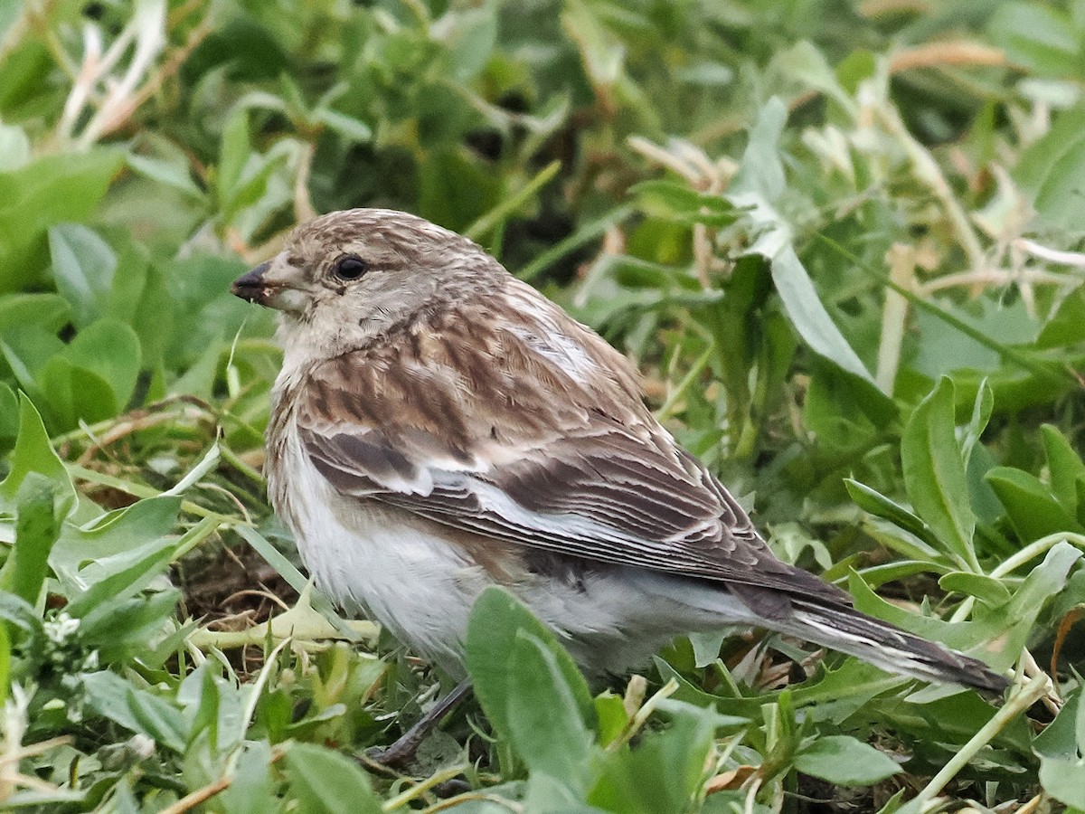 Twite - ML620945935