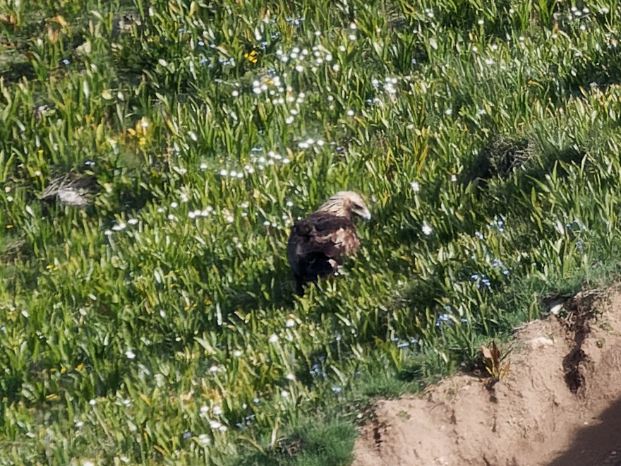 Golden Eagle - ML620945985