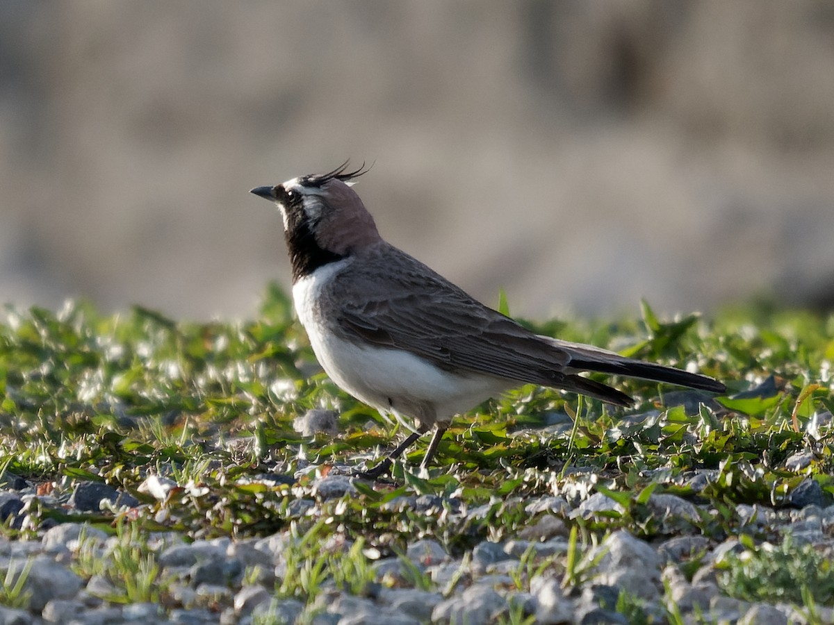 Horned Lark - ML620946203