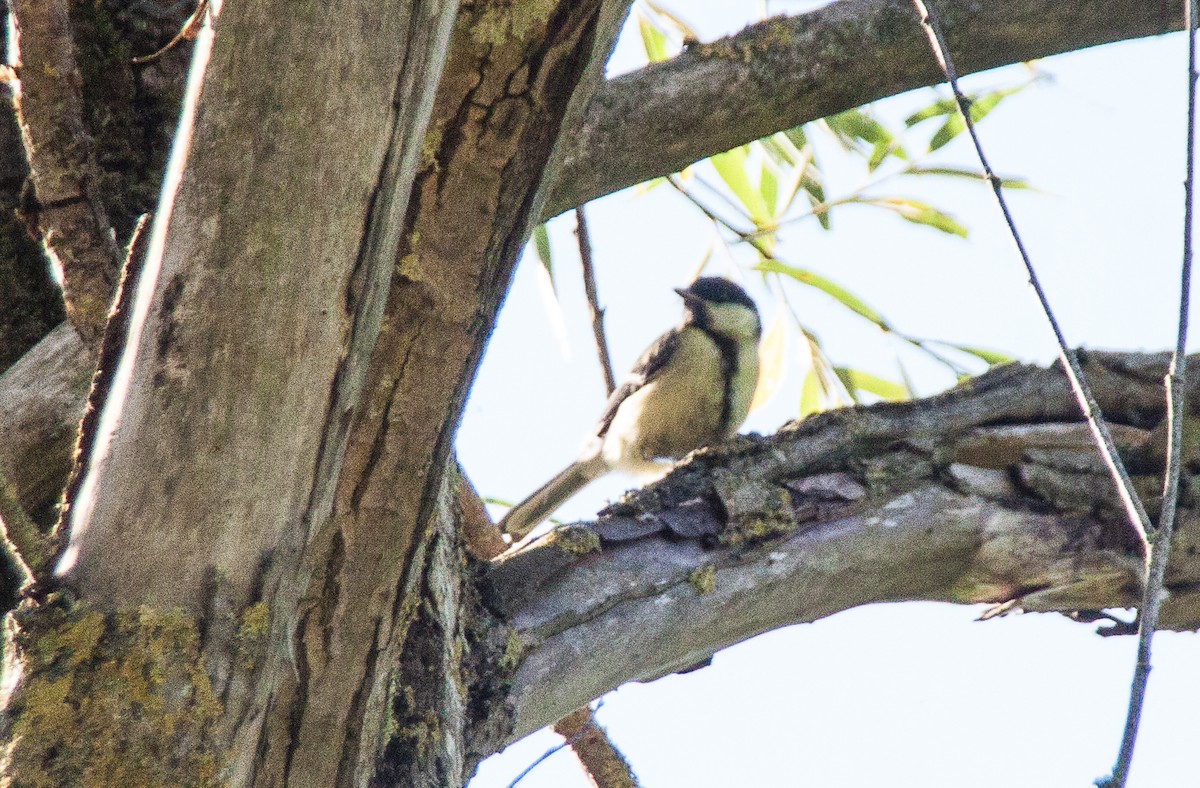 Mésange charbonnière - ML620946220