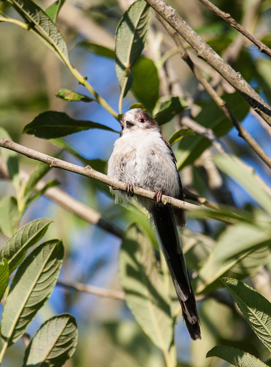 Long-tailed Tit - ML620946221