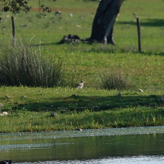 Eurasian Thick-knee - ML620946222