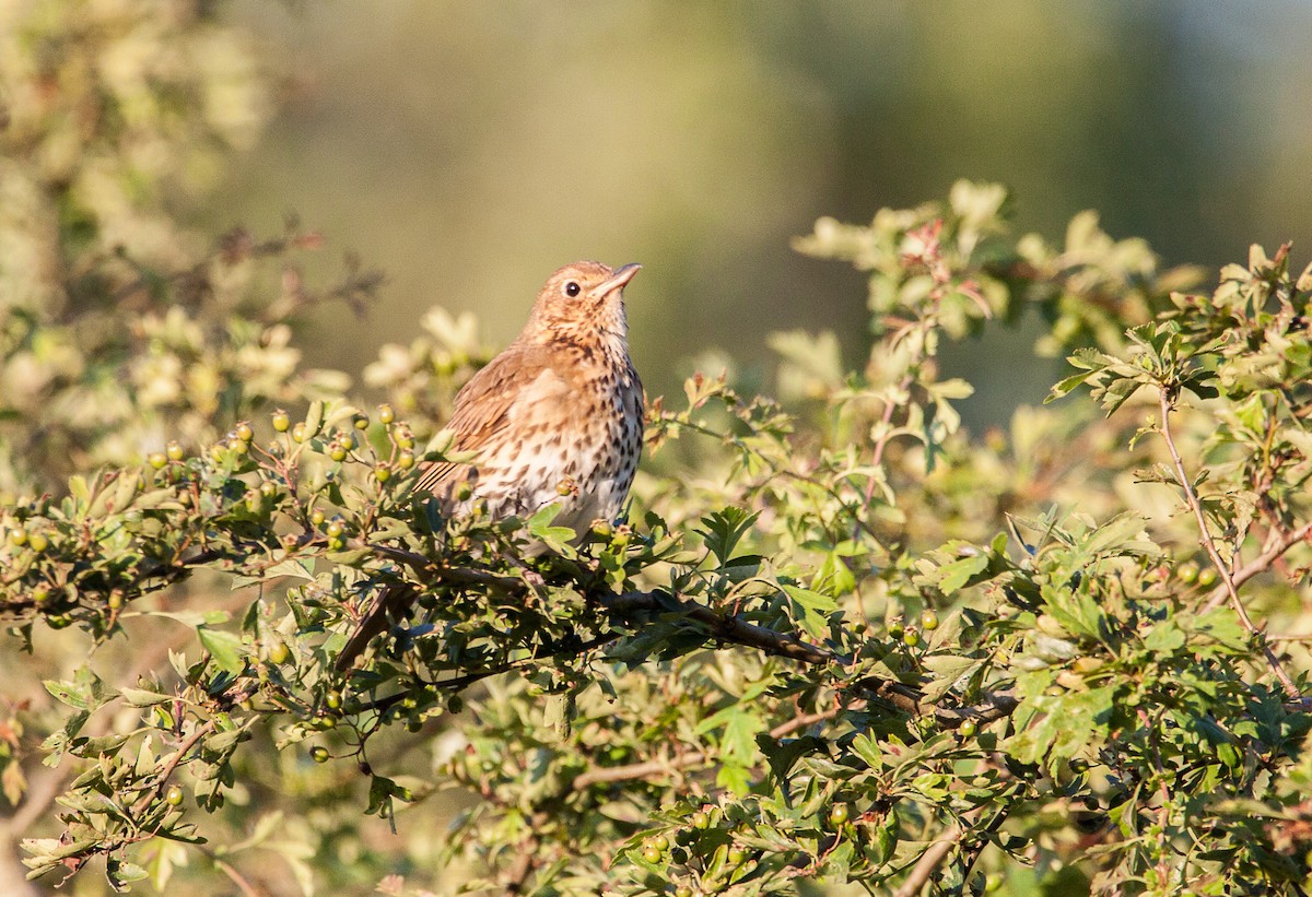 Song Thrush - ML620946223