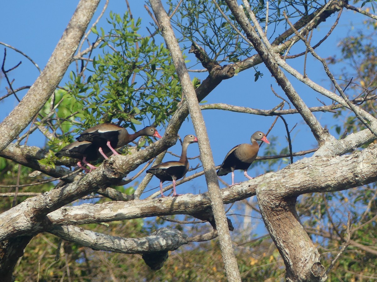 Dendrocigna beccorosso - ML620946235