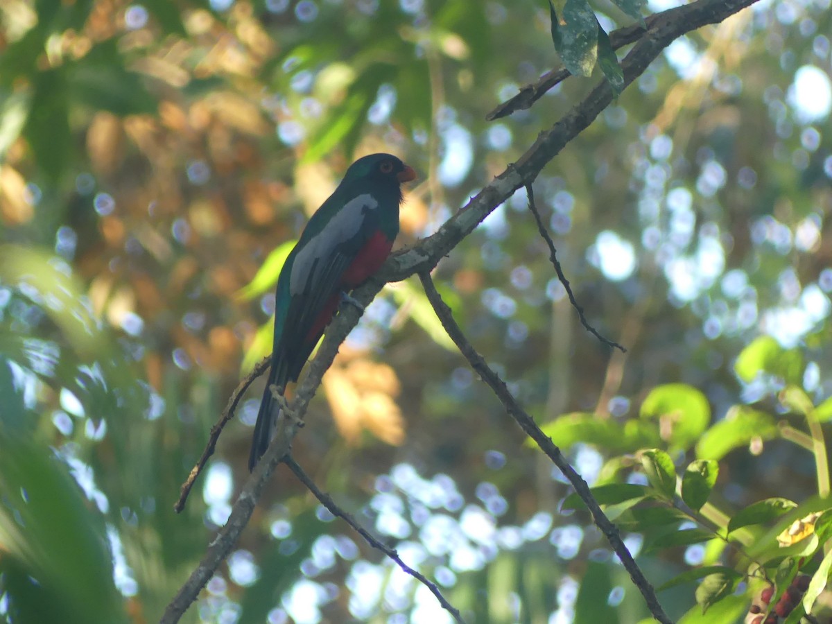 Slaty-tailed Trogon - ML620946238