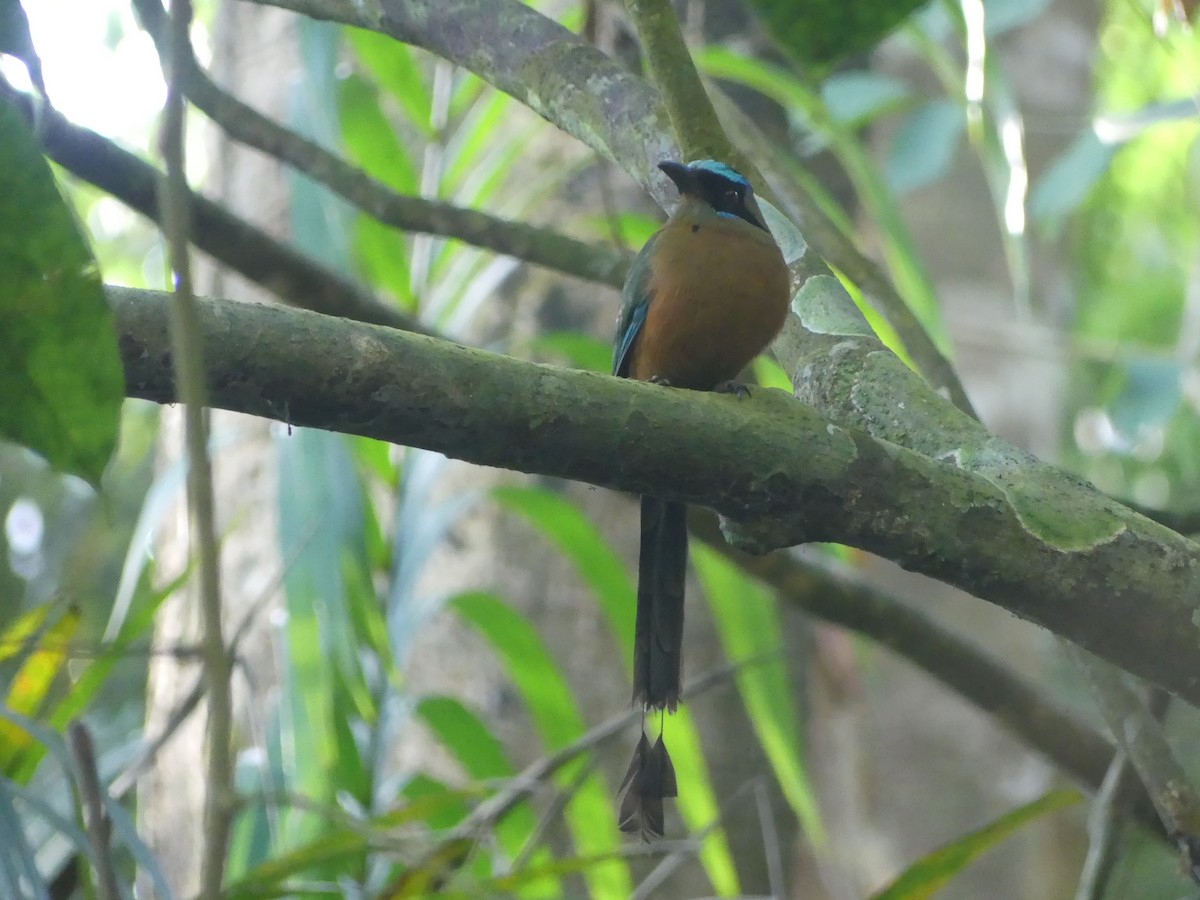 Whooping Motmot - ML620946239