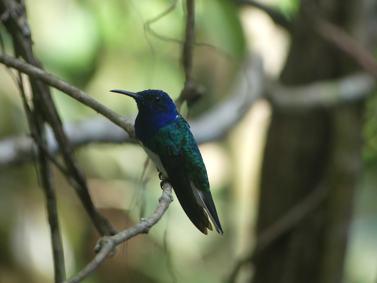 White-necked Jacobin - ML620946245