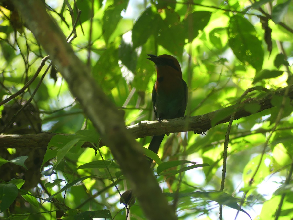 Broad-billed Motmot - ML620946246