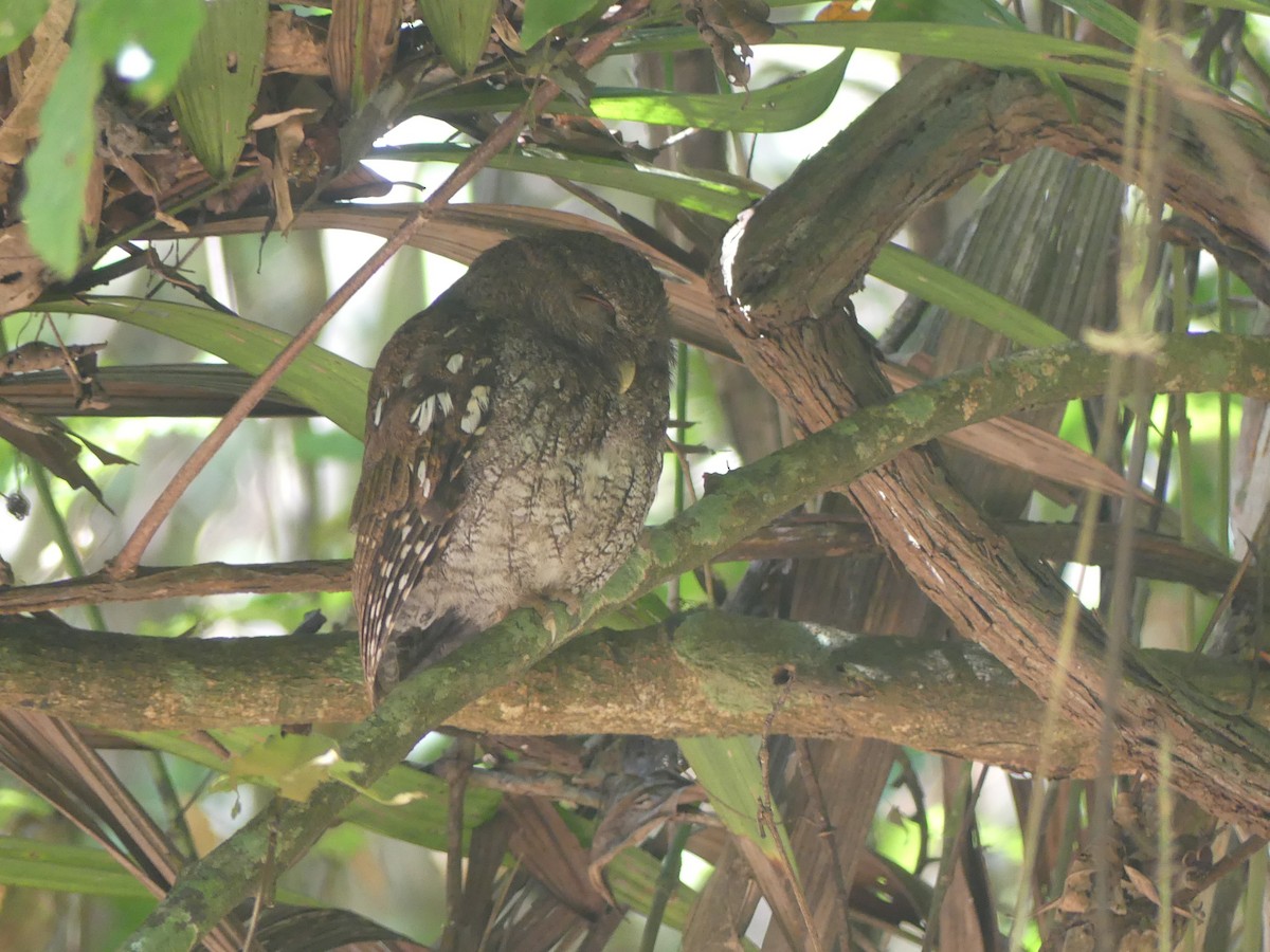 Choco Screech-Owl - ML620946247