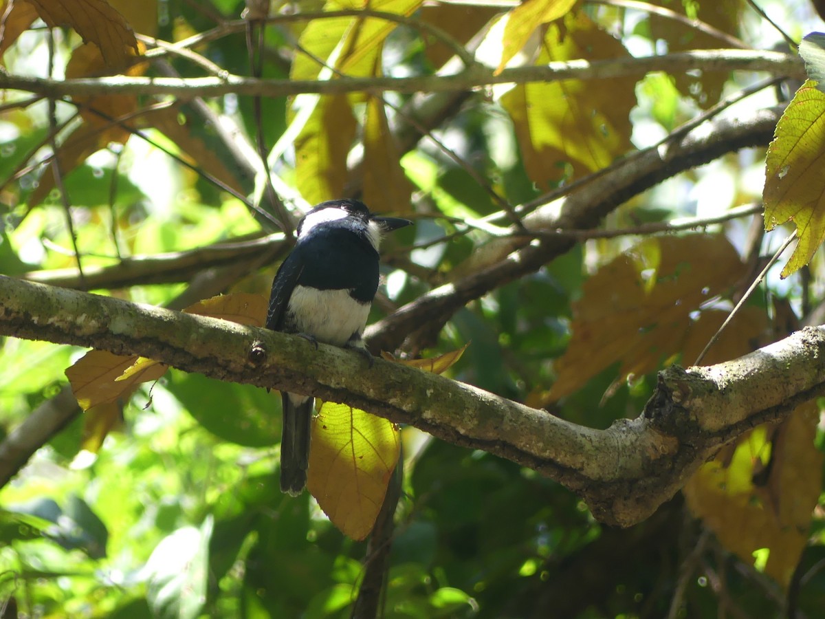 Black-breasted Puffbird - ML620946248