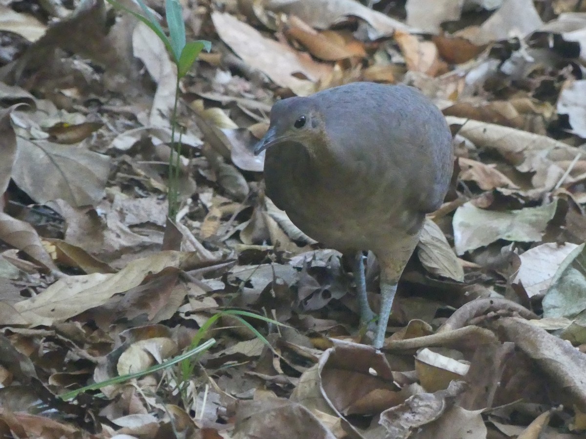 Great Tinamou - ML620946270