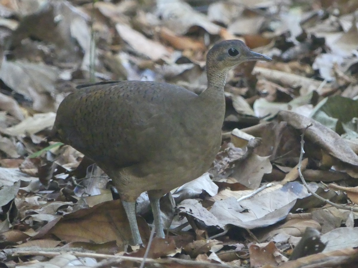 Great Tinamou - ML620946271