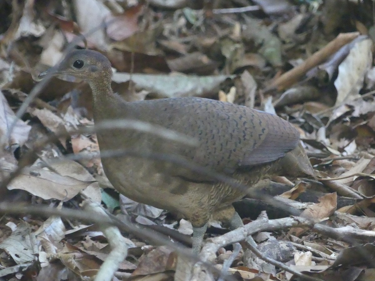 Great Tinamou - ML620946272