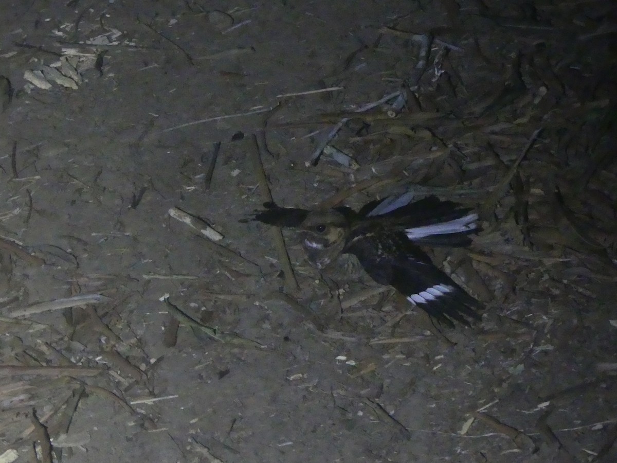 Common Pauraque - ML620946274