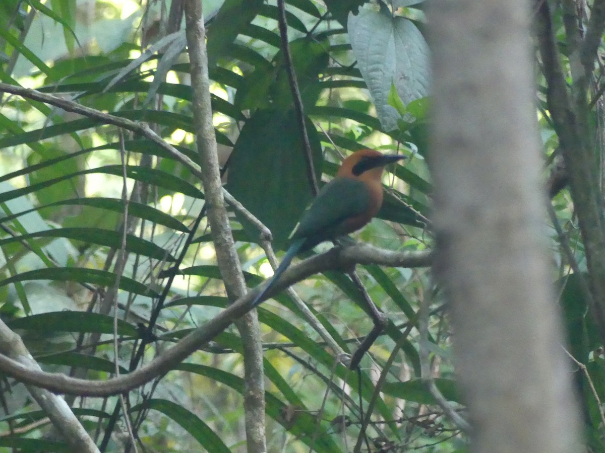 Rufous Motmot - ML620946276