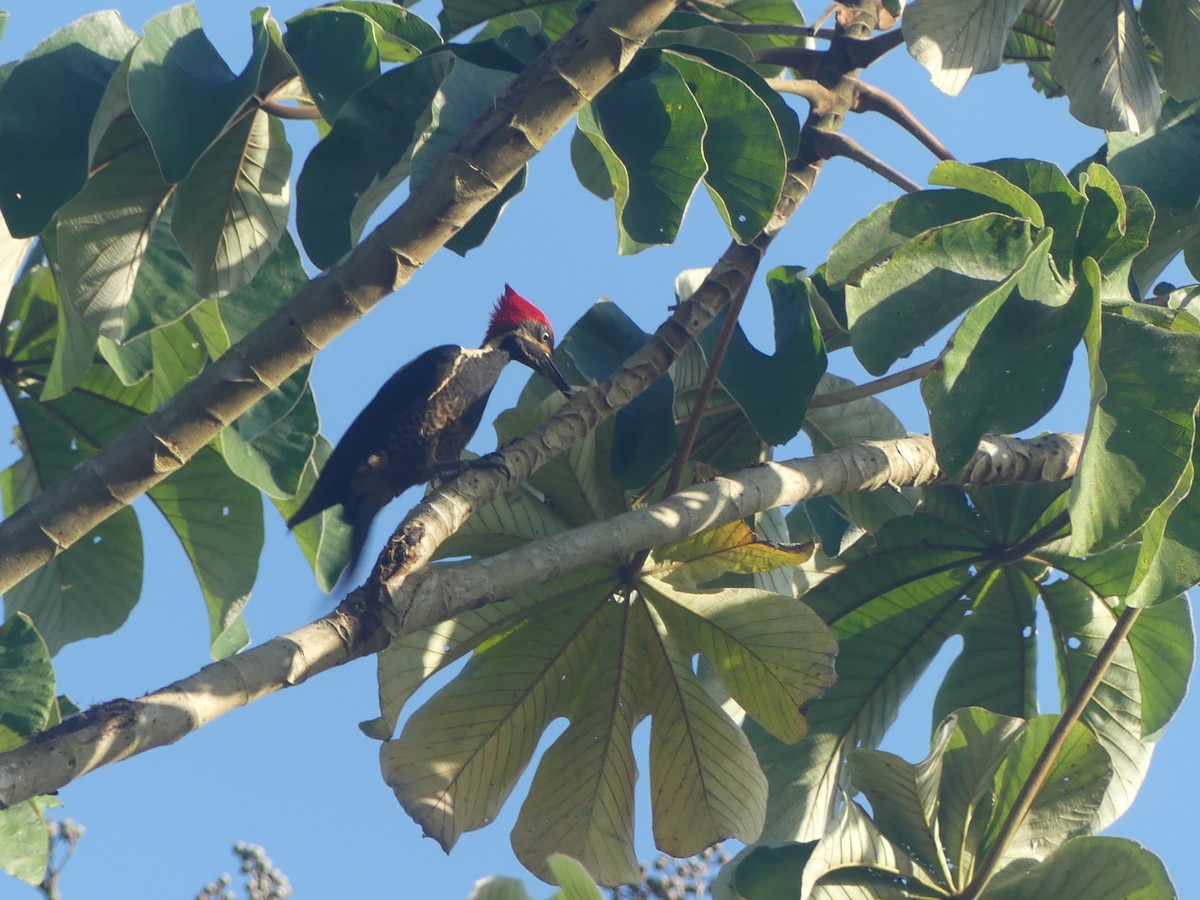 Lineated Woodpecker - ML620946277