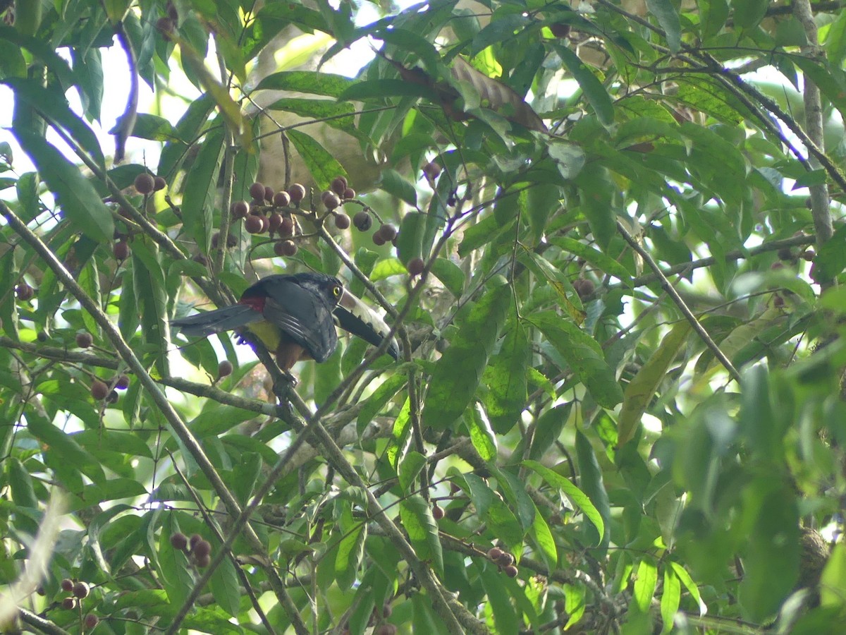 Collared Aracari - ML620946296