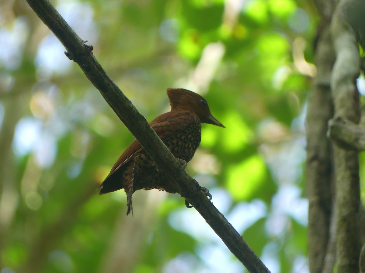 Cinnamon Woodpecker - ML620946302