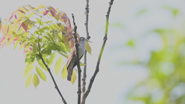 Banded Bay Cuckoo - ML620946410