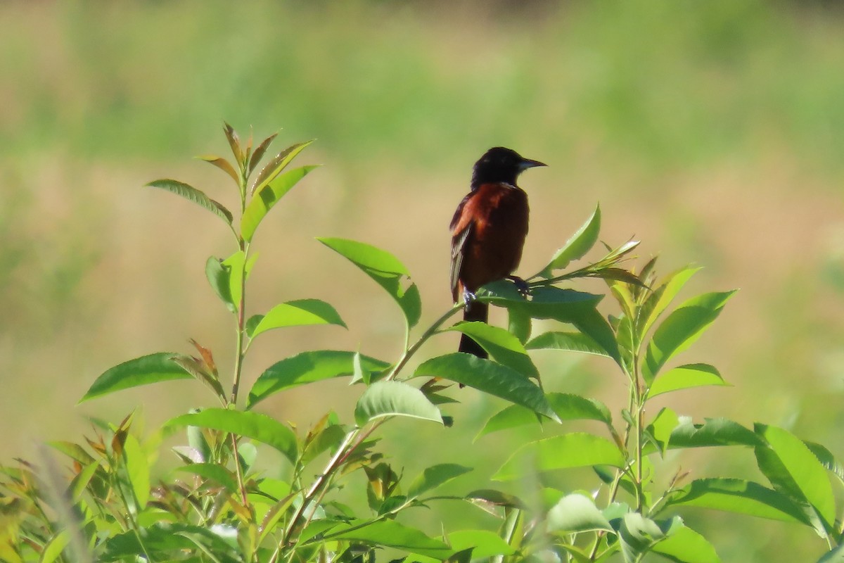 Orchard Oriole - ML620946609