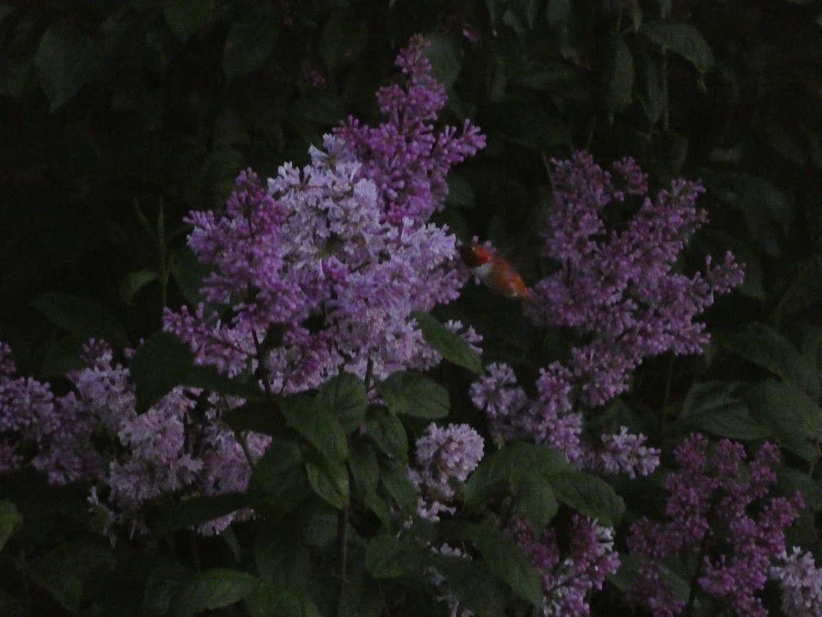 Rufous Hummingbird - ML620946647