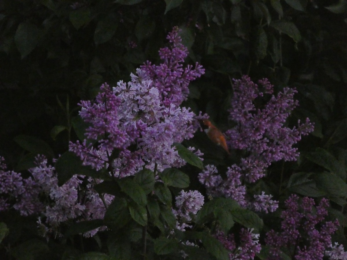 Rufous Hummingbird - ML620946648