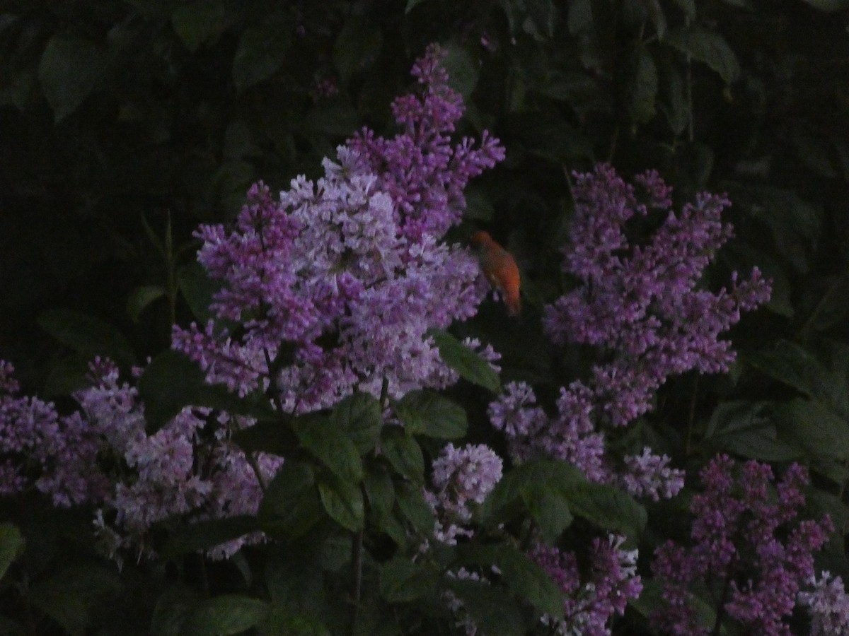 Rufous Hummingbird - ML620946649