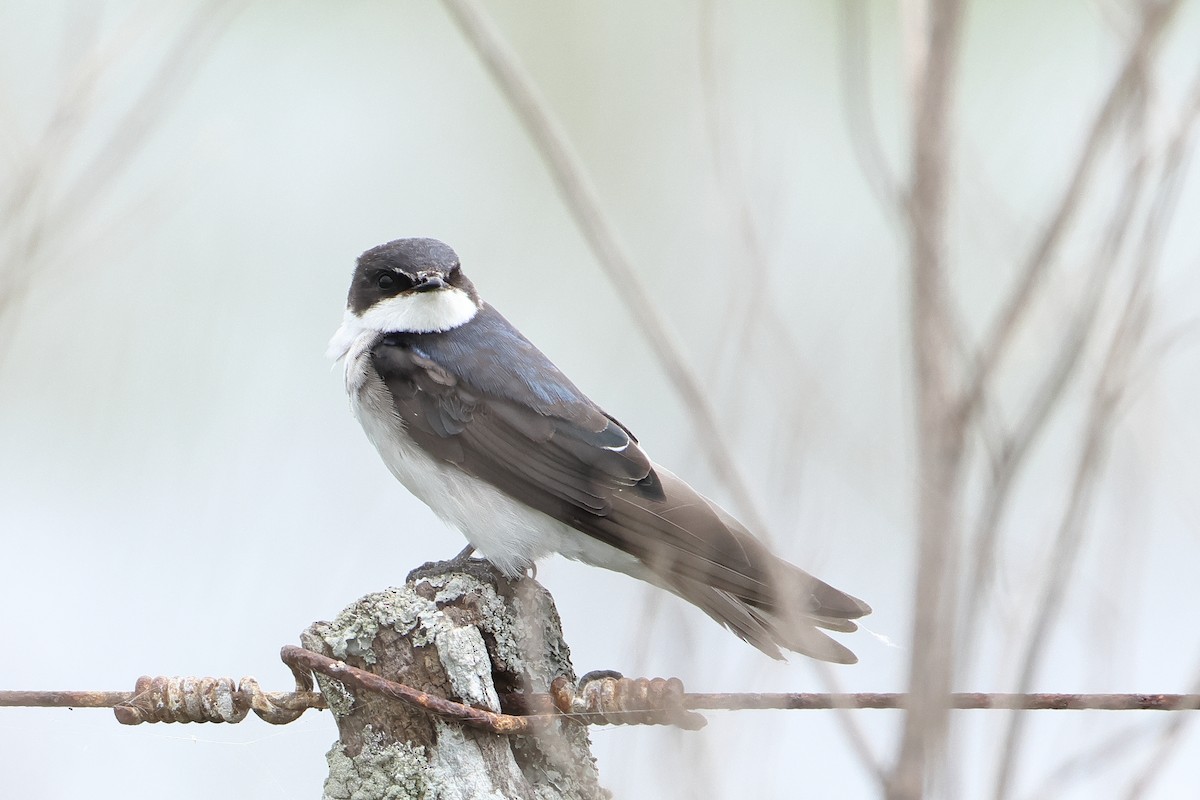 White-rumped Swallow - ML620946763