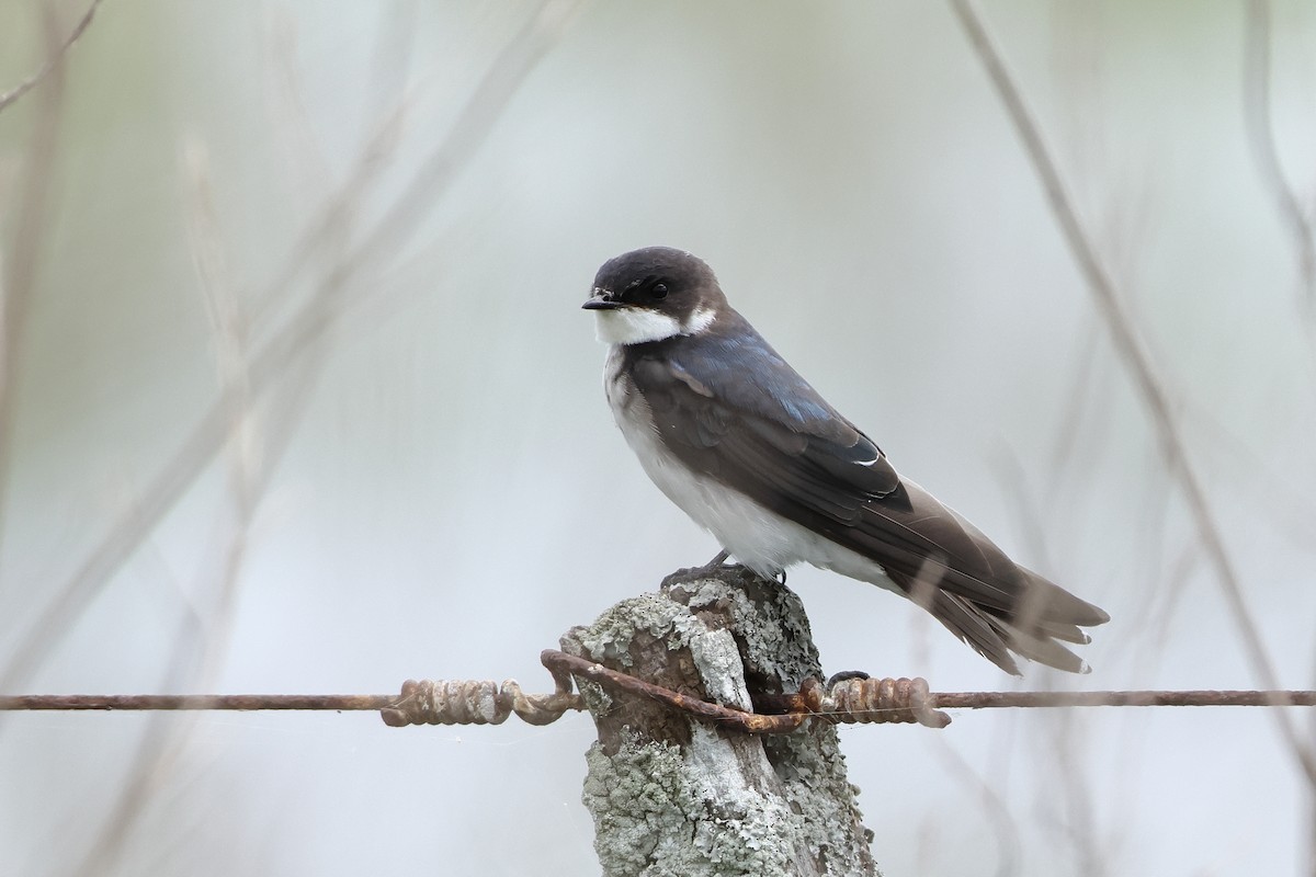 White-rumped Swallow - Ohad Sherer