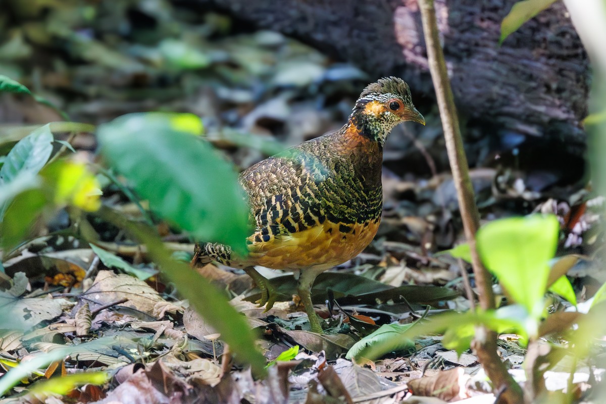 Chestnut-necklaced Partridge - ML620946911