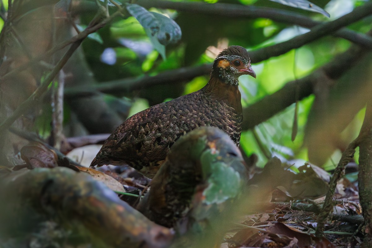 Chestnut-necklaced Partridge - ML620946914