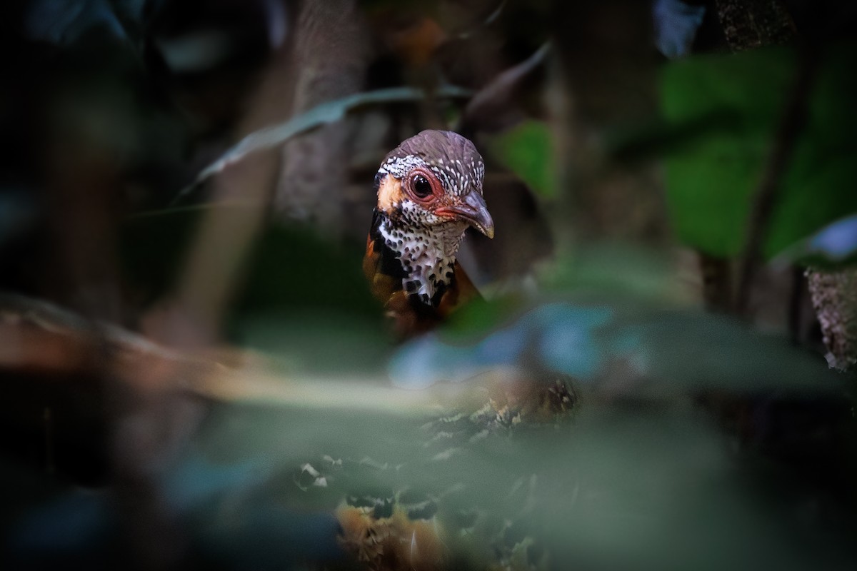 Chestnut-necklaced Partridge - ML620946915